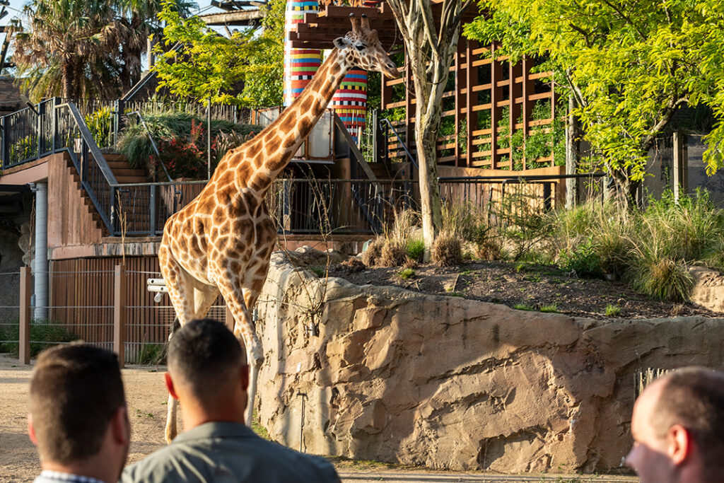 Brisbane Broncos Taronga Zoo October 2024